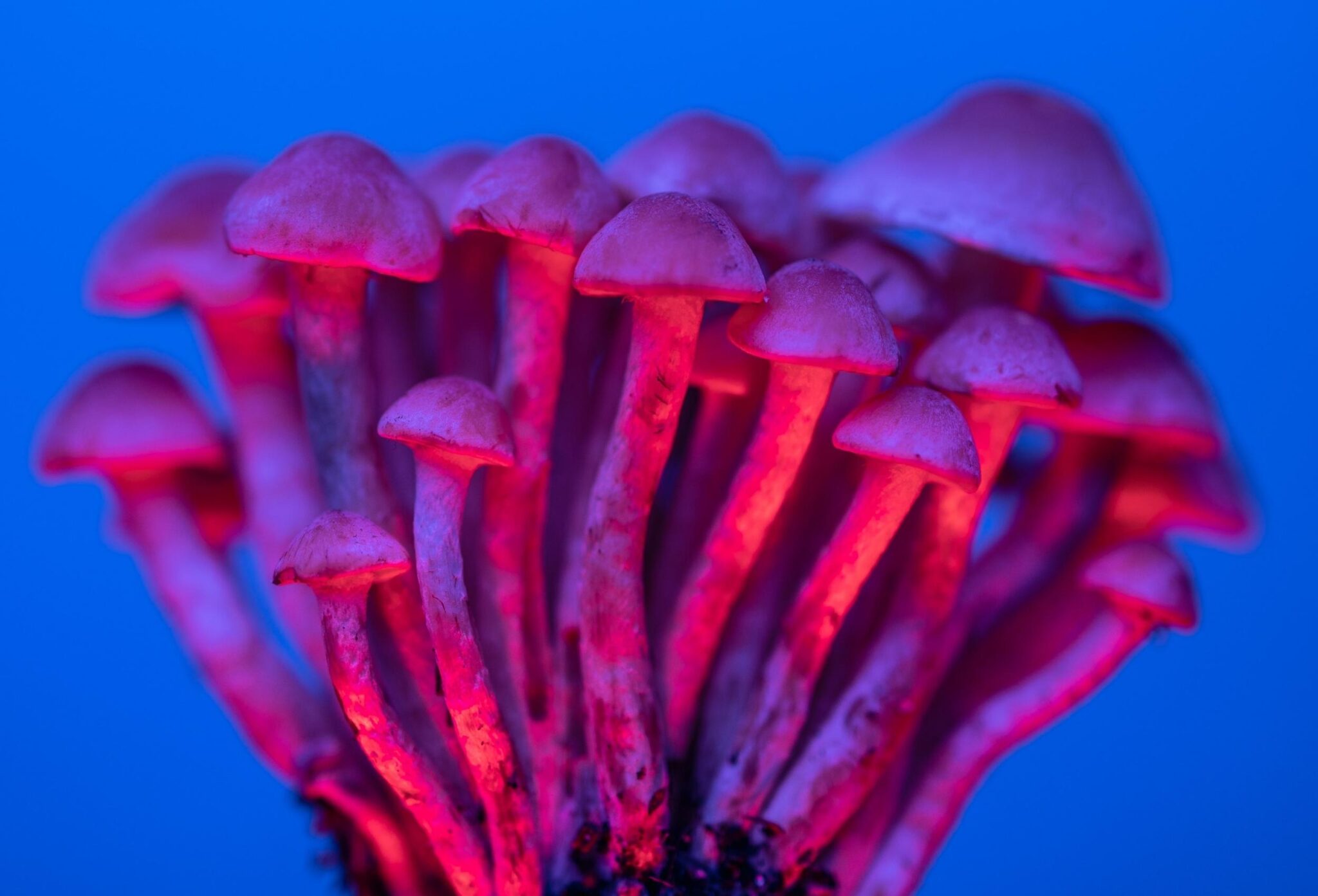 how-does-psilocybin-affect-the-brain-beckley-retreats